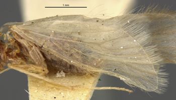 Media type: image;   Entomology 11513 Aspect: front wing